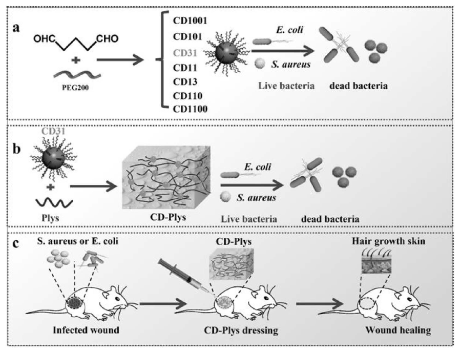 碳納米點(diǎn)、可注射碳納米點(diǎn)-ε-聚賴(lài)氨酸水凝膠及其制備方法與應(yīng)用