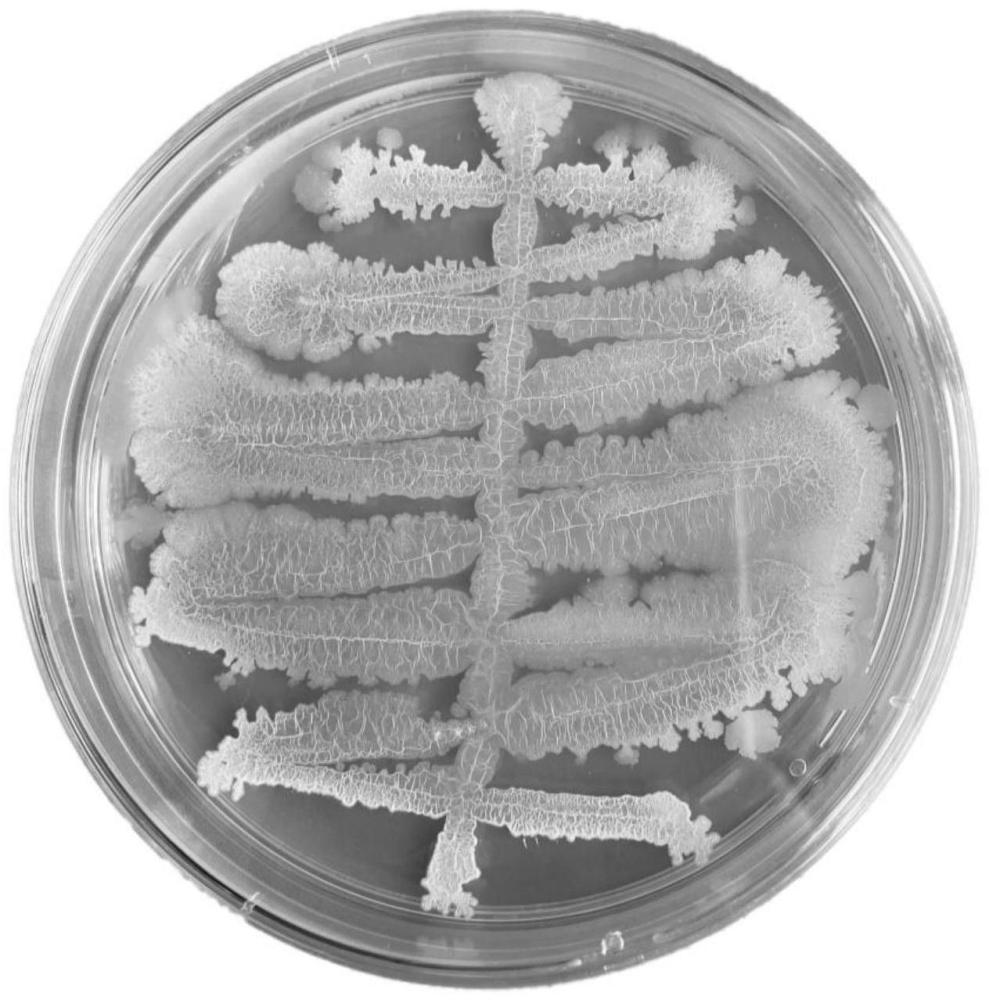 一株稻瘟病生防促生菌及其應(yīng)用