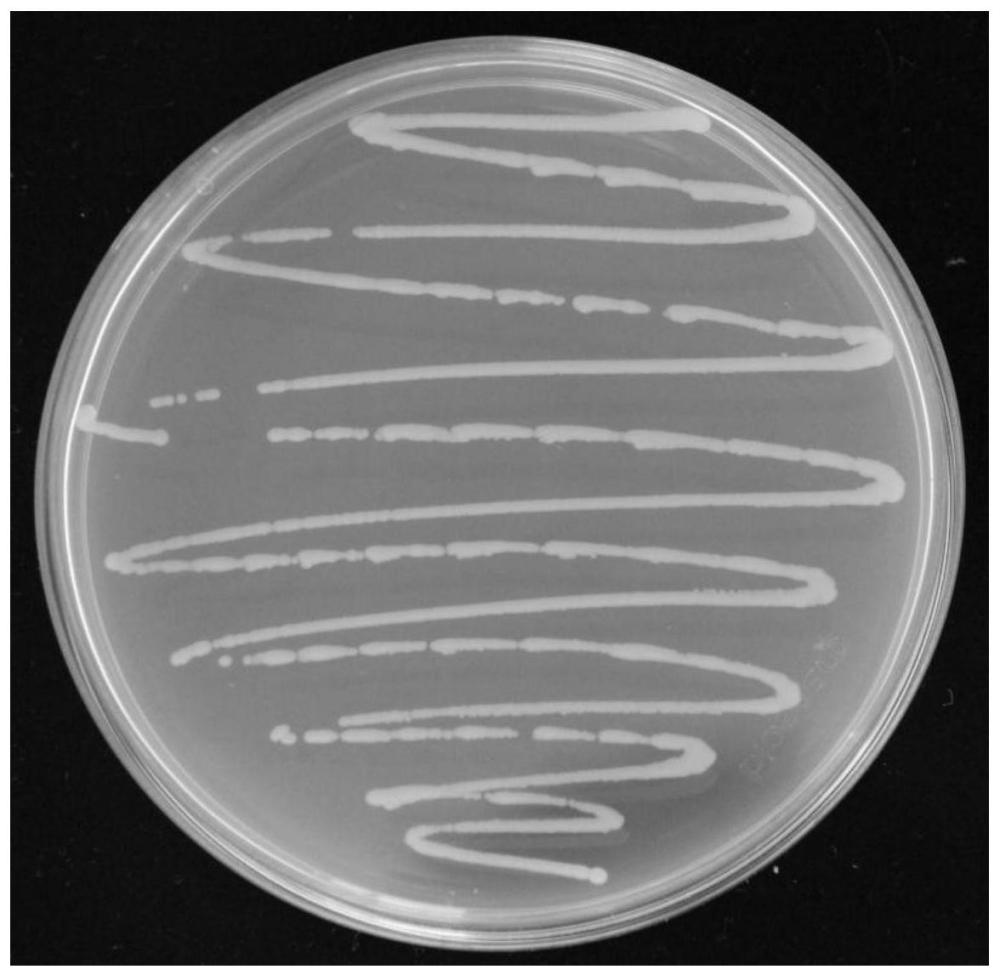 一株可分泌IAA的耐鹽堿促生菌YS-AT1及其應用