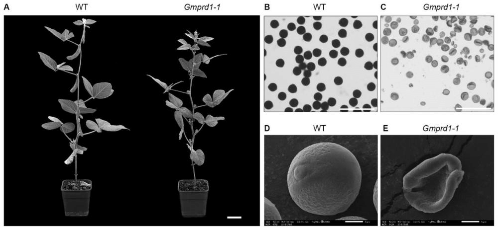 一種植物減數分裂相關蛋白GmPRD1及其編碼基因和應用