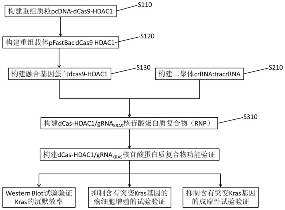 含有靶向突變型KRAS融合基因的重組載體、融合蛋白及蛋白質(zhì)復(fù)合物及其構(gòu)建方法和應(yīng)用